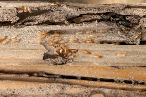 Best Local Pest Control Services  in Omaha, NE